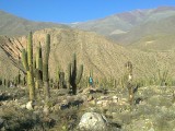 In het cactussenbos!