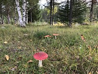 Slalom lopen op de Zweedse camping om de mooie paddestoelen niet plat te trappen.