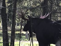 Eland-stier