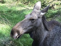 Eland, heul dichtbij