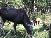 Eland-koe met jong