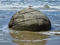 moeraki 1