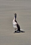 nels 3