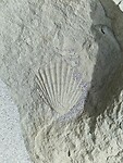 tas 12