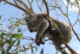 Koala in Otways