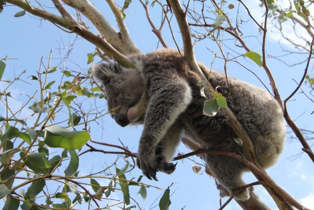 Koala in Otways