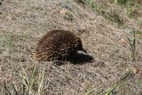 Echidna