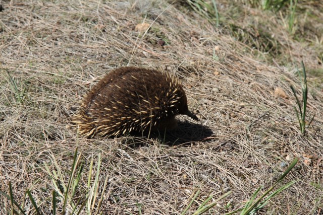 Echidna