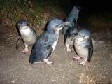 Penguins