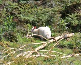 Witte walibi, Bruny Island, Tasmanië