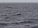 Walvis