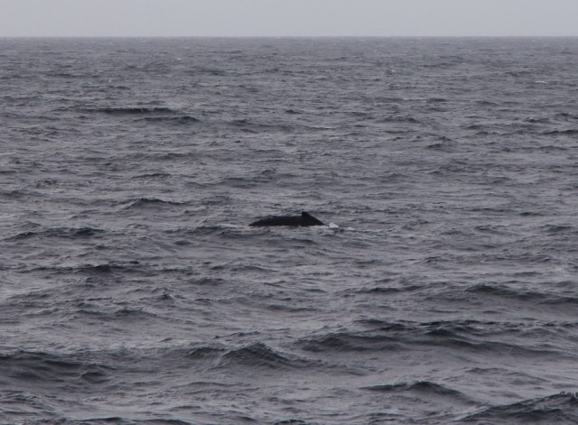 Walvis