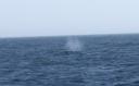 Walvis blow-out