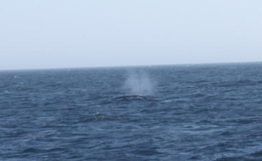 Walvis blow-out