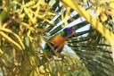 Regenboogvogel