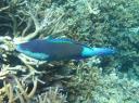 Blauwig