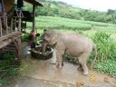 Op een olifant door de jungle