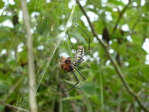 Spider