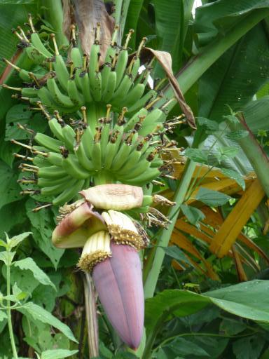 Bananen