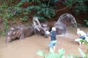 Olifantjes wassen