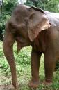 Elephant Valley project