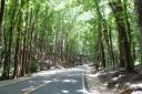 Man made forest