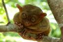 Tarsier