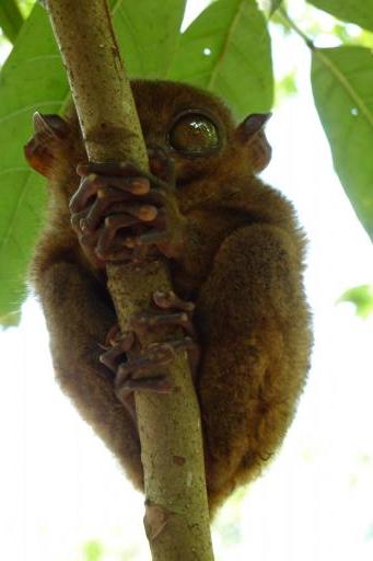 Tarsier