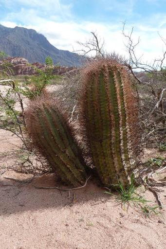 Cactus