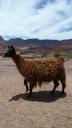 Lama