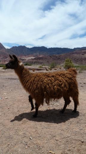 Lama