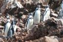 Pinguins