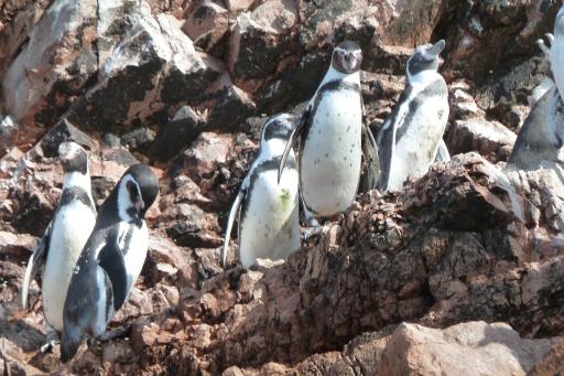 Pinguins