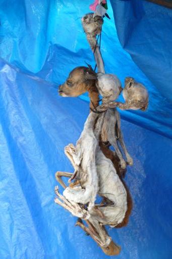 Lama embryo's om te begraven voor goed geluk!