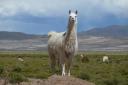 Opperlama