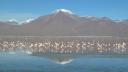 Flamingo's