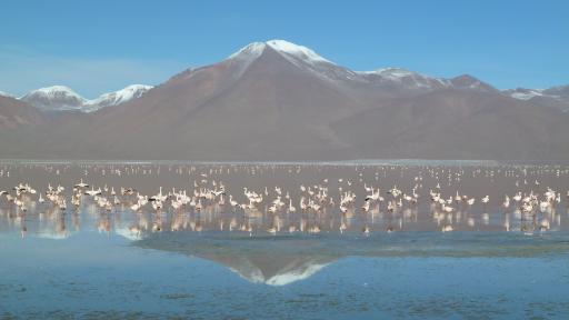 Flamingo's