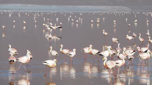Flamingo's