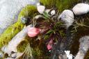 Bloem op grote hoogte