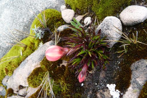Bloem op grote hoogte