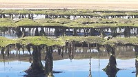 Oesters