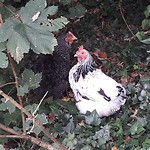 Kippetjes in't groen