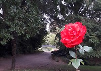I promised you a rose garden