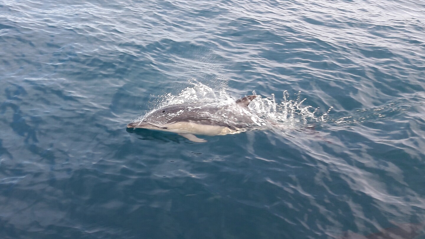 Daar heb je Flipper