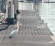 Reiger op de steiger
