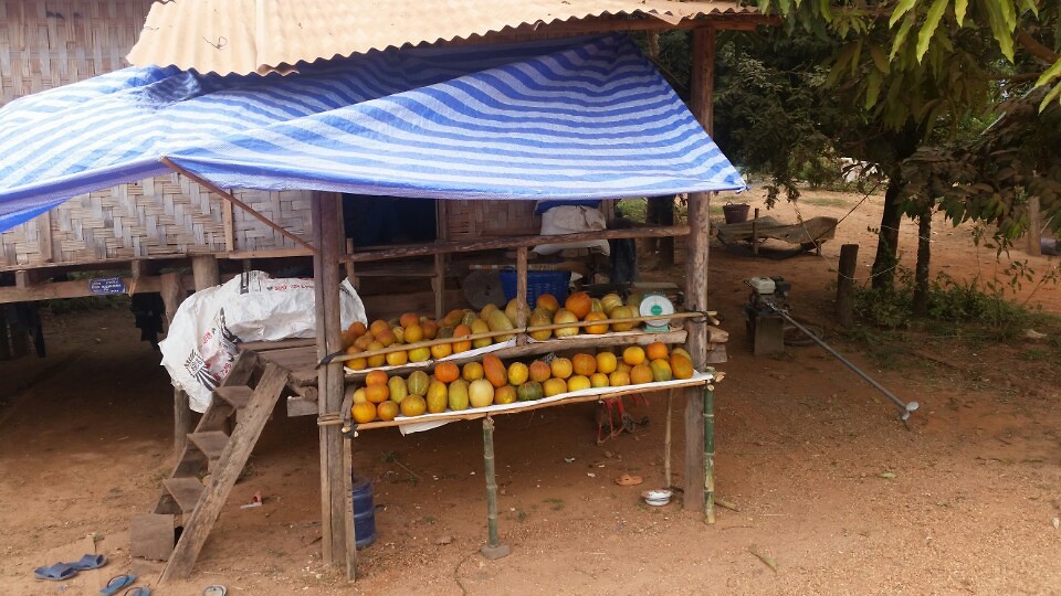 Fruit