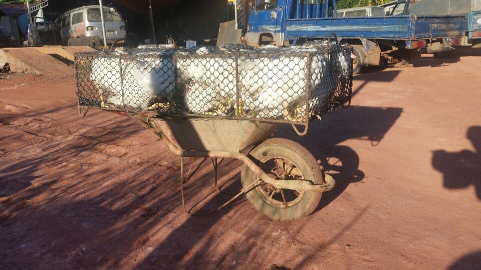 Kruiwagen vol eenden