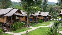 Jungle garden