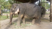 Aziatische olifant