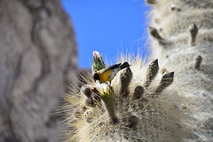 Cactus vogel